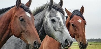 Poney-Club, Ecurie Desjeux, Benoit Desjeux 