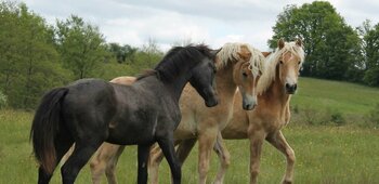 EARL du Pré Laumond, Elevage de chevaux de race Haflinger et Connemara